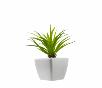 Ornamental Plants
