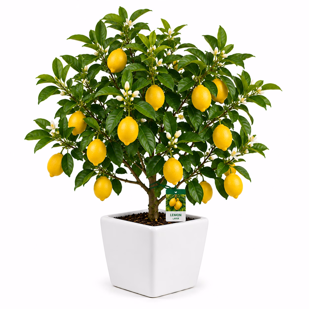 LEMON ITEMS [LAYER]