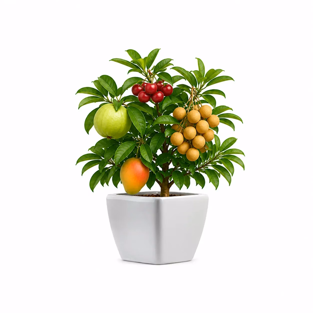Exotic Fruit Plants