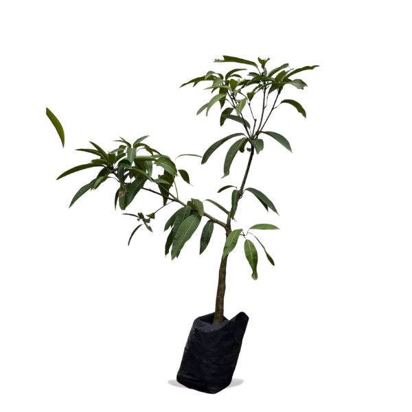 ILYAS MANGO