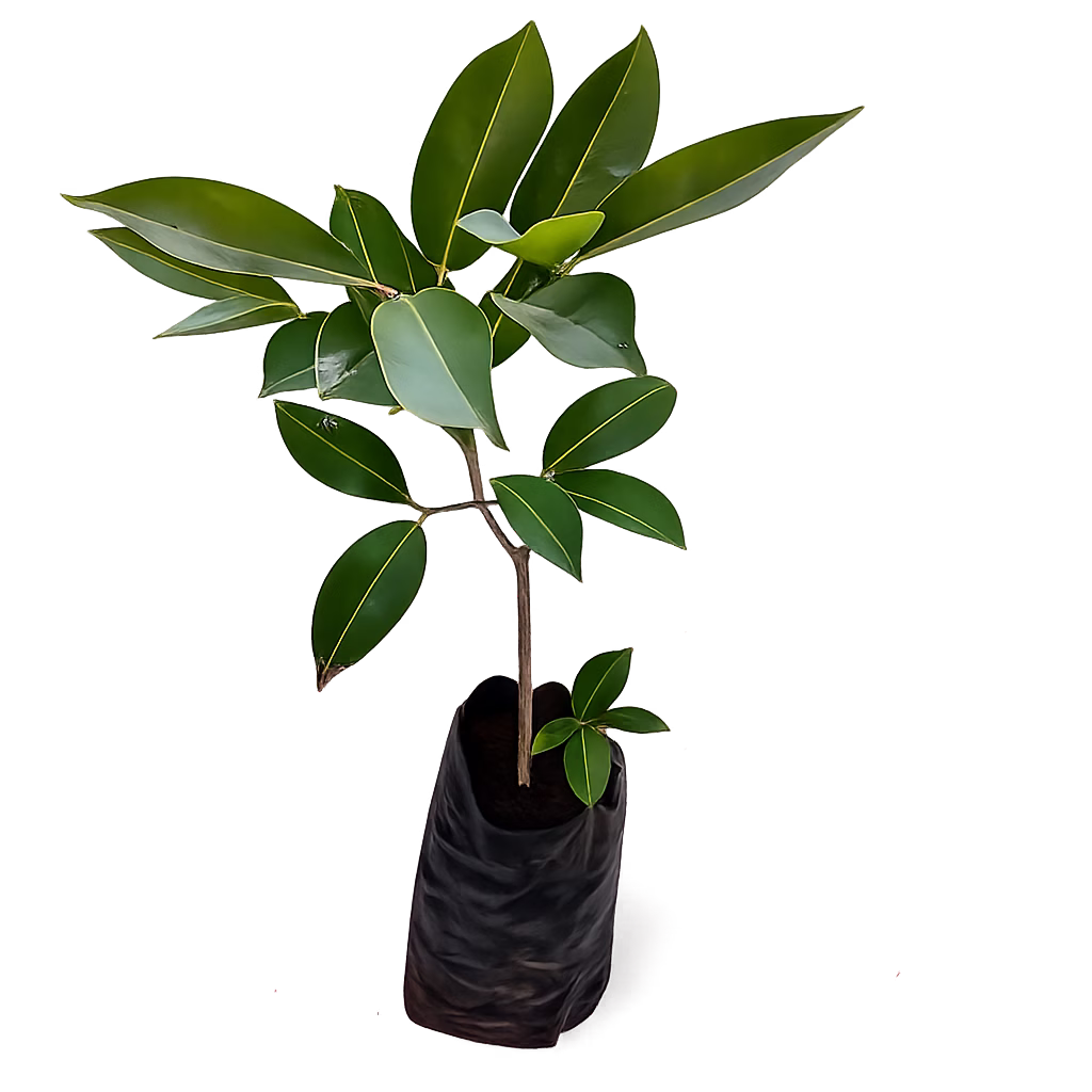 NJAVAL [BLACK, WHITE; THAI KING]