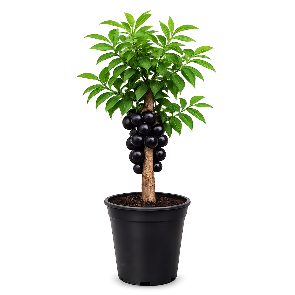 Jaboticaba
