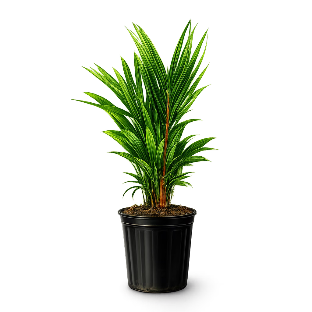 RED PALM