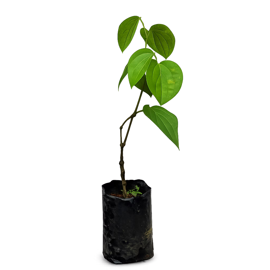 KURUMULAK GRAFT [THIPPALLI GRAFTED]