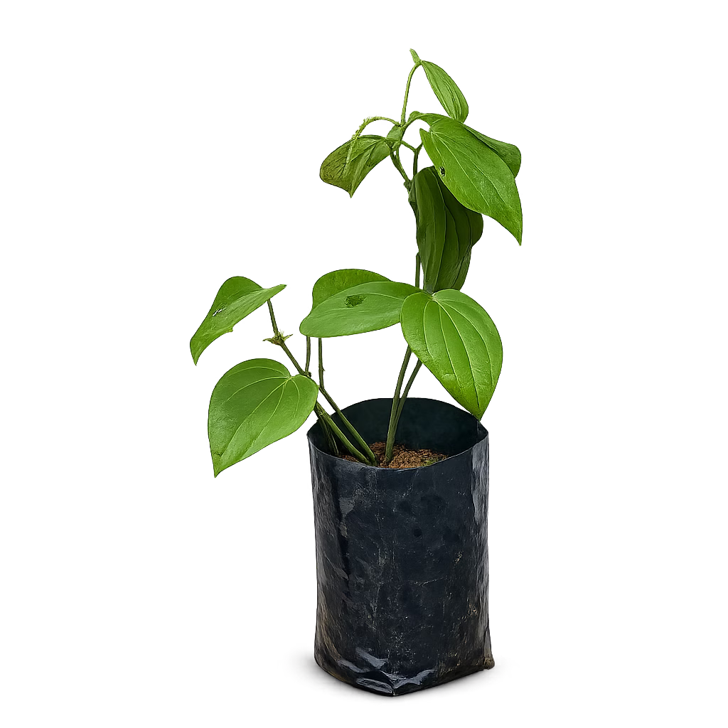 KURUMULAK {VALLI}