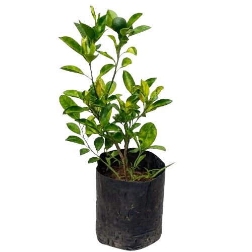 BUSH ORANGE