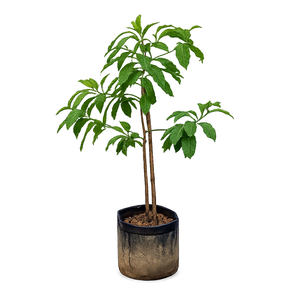 ABIYU