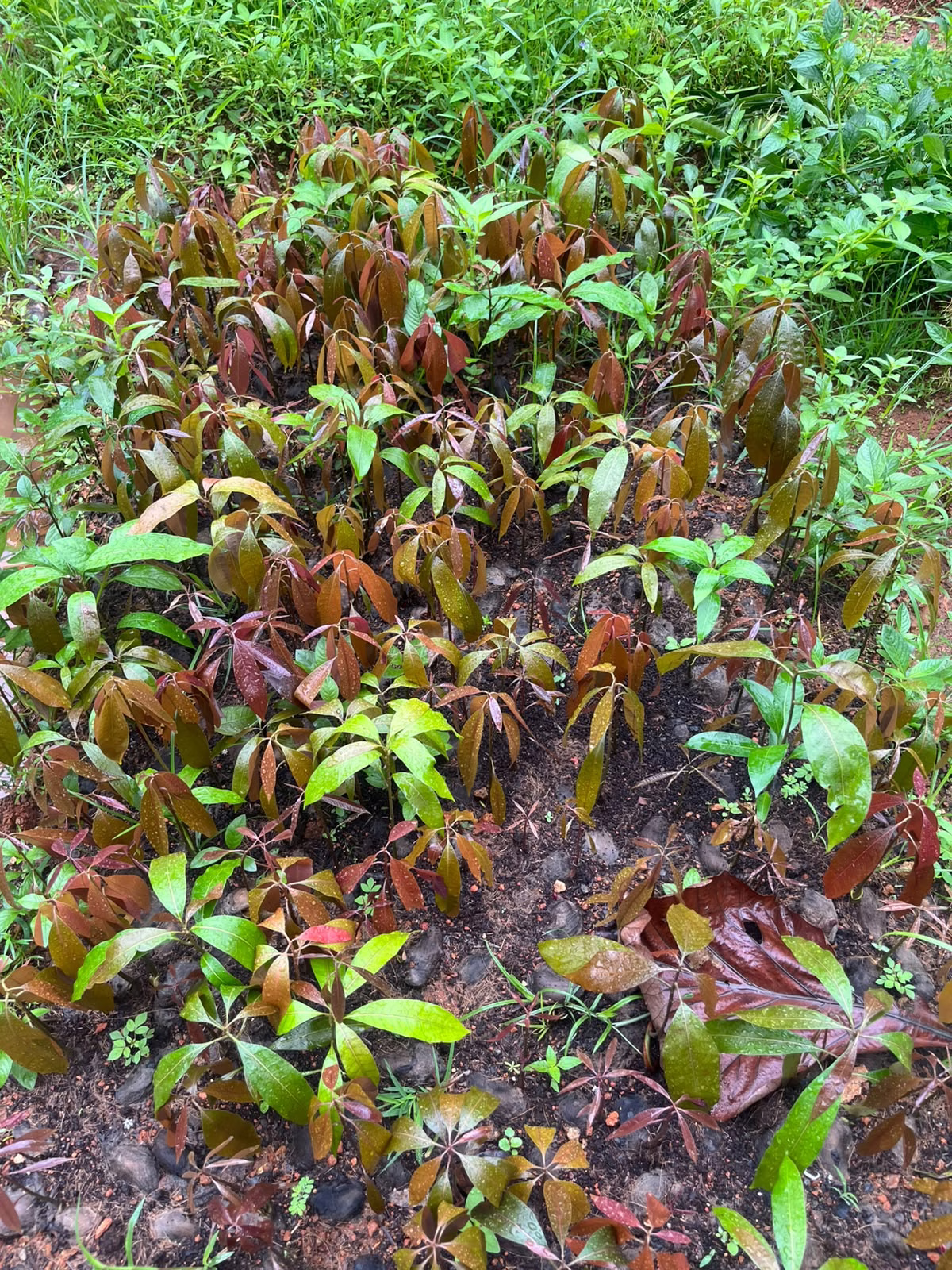Chirayil Gardens