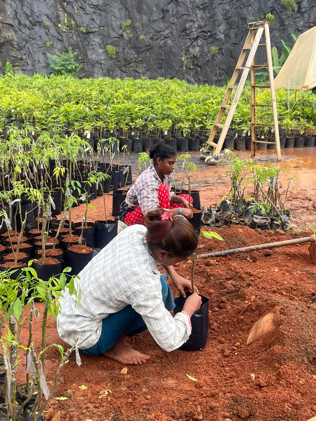 Chirayil Gardens